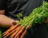 Addio Messico, ciao Quebec: le carote locali tornano nei negozi la prossima settimana