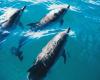 Tre delfini intrappolati nel porto di La Rochelle