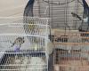 la polizia sequestra uccelli protetti in vendita in un negozio di alimentari a Perpignan