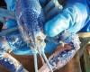 Un’aragosta blu catturata e liberata al largo della costa della Nuova Scozia – Portail des Îles de la Madeleine