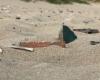 La spiaggia di Blériot ripulita dai rifiuti per l’estate