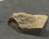 Una “Pompei” marina di 515 milioni di anni scoperta dai ricercatori di Poitiers in uno stato di conservazione mai osservato prima