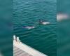 Tre giovani delfini intrappolati da diversi giorni nel porto di La Rochelle: i tentativi di tirarli fuori sono falliti
