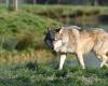 Una pecora uccisa e altre tre ferite a Neuville-lès-Decize: il lupo possibile responsabile