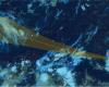 Le Piccole Antille meridionali minacciate dalla tempesta tropicale Beryl