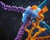 una nuova tecnica di editing genetico più efficiente e precisa di CRISPR