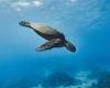 “È una bella avventura”: Gigi, la tartaruga ritrovata alla deriva, è stata liberata dopo due mesi di cure al largo di Antibes
