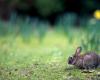 a Rouen aprirà il primo parco dei conigli in Francia