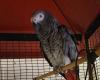 Un abitante della Drôme ritrova Tequila, un pappagallo rubato otto anni fa a 300 chilometri nell’Hérault