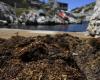 a Marsiglia, un’alga giapponese invasiva inonda la costa