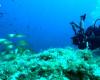 Fotografi subacquei: immergiti con il meglio di Bastia