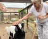 “Questa fattoria mi ha salvato la vita”: a Gigean, l’Ehpad la Colombe mette gli animali al servizio del benessere dei residenti