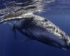 In Australia, una balena impigliata in 800 kg di corde e boe è stata salvata dalle autorità marittime locali