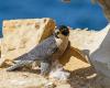 Il falco pellegrino è davvero l’uccello più veloce del mondo?