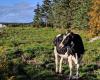 Le mucche canadesi fuggono da Charlevoix