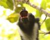 Studiare i lemuri per comprendere lo sviluppo della musica negli esseri umani