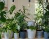 Stai uccidendo tutte le tue piante d’appartamento? Questo gadget salverà la tua vita (e la loro)
