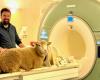 All’INRAE ​​di Nouzilly, pecore addestrate a sottoporsi a scansioni MRI