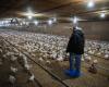 L’influenza aviaria ha lasciato strascichi sui produttori del Quebec