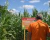 Due giganteschi labirinti di mais aprono i battenti vicino a Lille per l’estate: ecco dove trovarli
