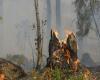 Spaziale: Kinéis collabora con Dryad Networks per accelerare la lotta contro gli incendi boschivi