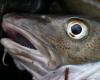 NL: i pescatori si oppongono alla riapertura della pesca del merluzzo