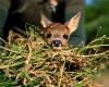 Nella campagna belga, missione mattutina per “salvare Bambi”
