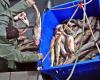 Merluzzo: pescatori costieri dei Paesi Bassi vogliono che la moratoria venga ripristinata