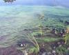 Le alghe tossiche proliferano nel lago dell’isola di Vancouver