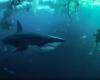 Il film sugli squali di Netflix non sarà rimosso dalla piattaforma, decide il tribunale – Libération