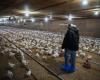 Influenza aviaria: trauma tra i produttori