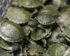 Centinaia di tartarughe salvate dalle grinfie di una rete criminale