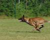 La polizia spara a un cane che ha strappato un pezzo di carne dall’avambraccio del suo proprietario