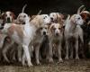 Presto un parco divertimenti per cani in Alta Savoia!