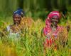 Guinea, Senegal, Togo… fondi per settori agricoli più resilienti