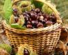 Dove e come raccogliere le castagne nella Svizzera romanda? – rts.ch