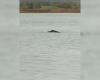 un cetaceo, probabilmente una megattera, visto nell’estuario della Senna