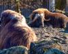 Zoo di Berna: Bovidi muore dopo aver mangiato troppe ghiande