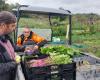 Un'azienda agricola biologica a Longpont raccoglie 13.000 euro in donazioni per raccogliere le sue verdure in buone condizioni