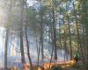 Gli scienziati lanciano l’allarme sullo stato delle foreste terrestri