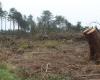 Tempesta Ciaran, un anno dopo: nel Canale Centrale la foresta è ancora in fase di guarigione