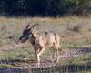 il lupo si aggira sul Larzac