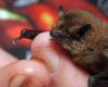 Pipistrelli, uccelli… La LPO cerca volontari per il servizio civile nel Maine-et-Loire