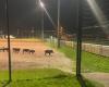 VIDEO – Alta Savoia: cinghiali arano un campo di calcio a Saint-Pierre-en-Faucigny