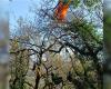 I vigili del fuoco della Dordogna salvano un parapendio bloccato su un albero alto cinque metri