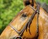 Un giovane cavaliere tra la vita e la morte dopo una caduta a cavallo nel Lot-et-Garonne