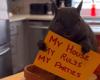 Peanut The Squirrel: Perché i funzionari di New York hanno soppresso Peanut the Squirrel? Ecco cosa è successo