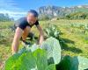 Per rifornire il suo ristorante di Mandelieu di verdure locali, ha acquistato una fattoria nell'entroterra