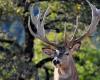 Un cacciatore caricato e “calpestato” da un cervo durante una battuta di caccia nelle Ardenne