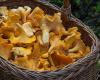 GRAND LARGE, Raccolta di funghi nel Morbihan